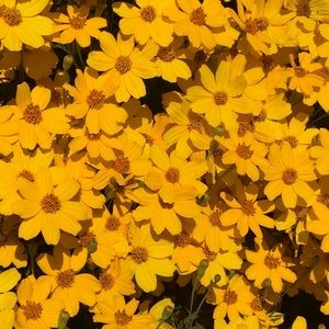 Meet your Posher, Nerissa